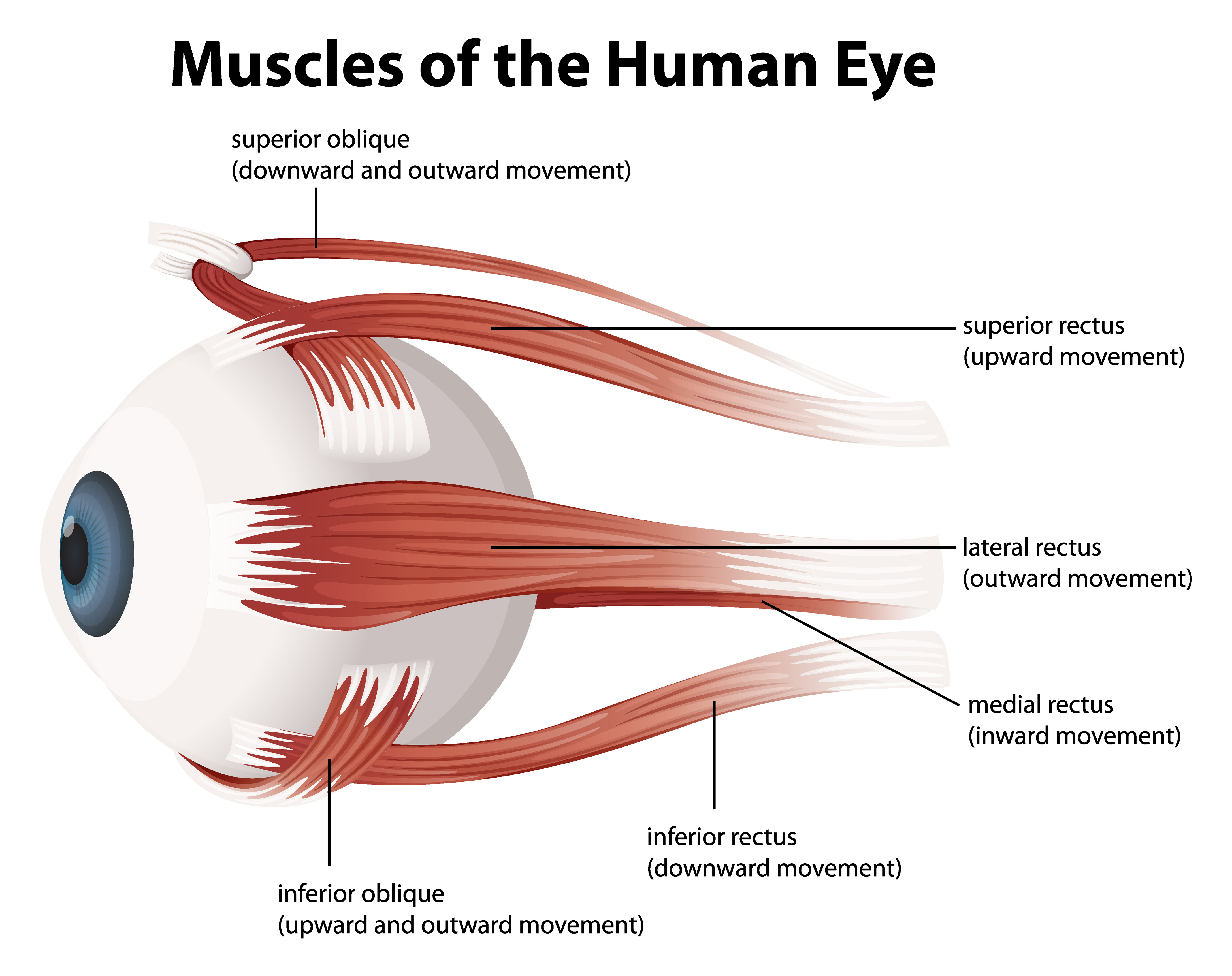 Human Eye Muscles Dallas Feldenkrais Human Eye Muscles Dallas Feldenkrais